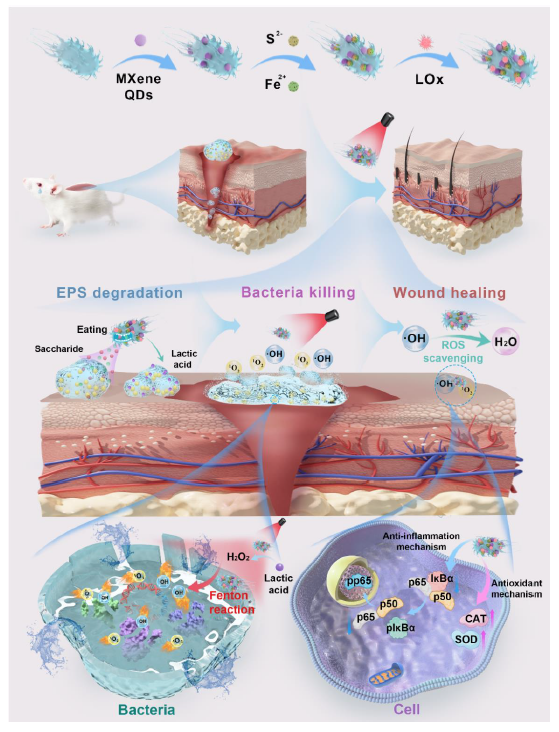 AM: Probiotic hybrid nanomaterials eliminate bacterial biofilms and promote wound healing