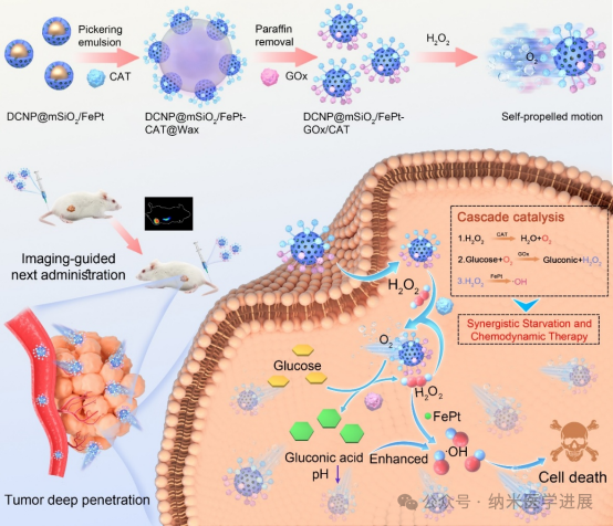 Fu Qinrui from Qingdao University published a paper in ACS Nano: Utilizing NIR-II fluorescence imaging-guided re-administration strategy to enhance the cascading catalytic cancer treatment effect of s
