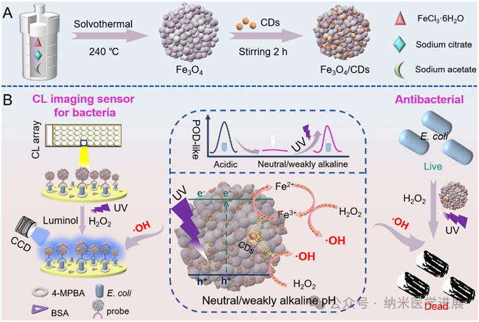 Anal. Chem. | An Ultraviolet-Mediated Strategy for Reversing Enzymatic Activity to Regulate Nanoenzymes for Detection and Elimination of Bacteria