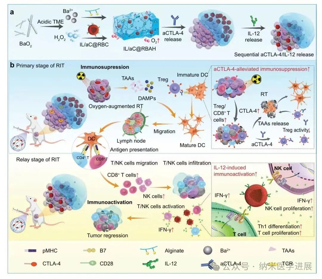 Red blood cell membrane reissue journal! Fan Weiping / Ju Shenghong / Yu Wenying / Tang Longguang Nature journal: In situ self-assembled cell reservoir hydrogel achieves multi-stage radioimmunotherapy