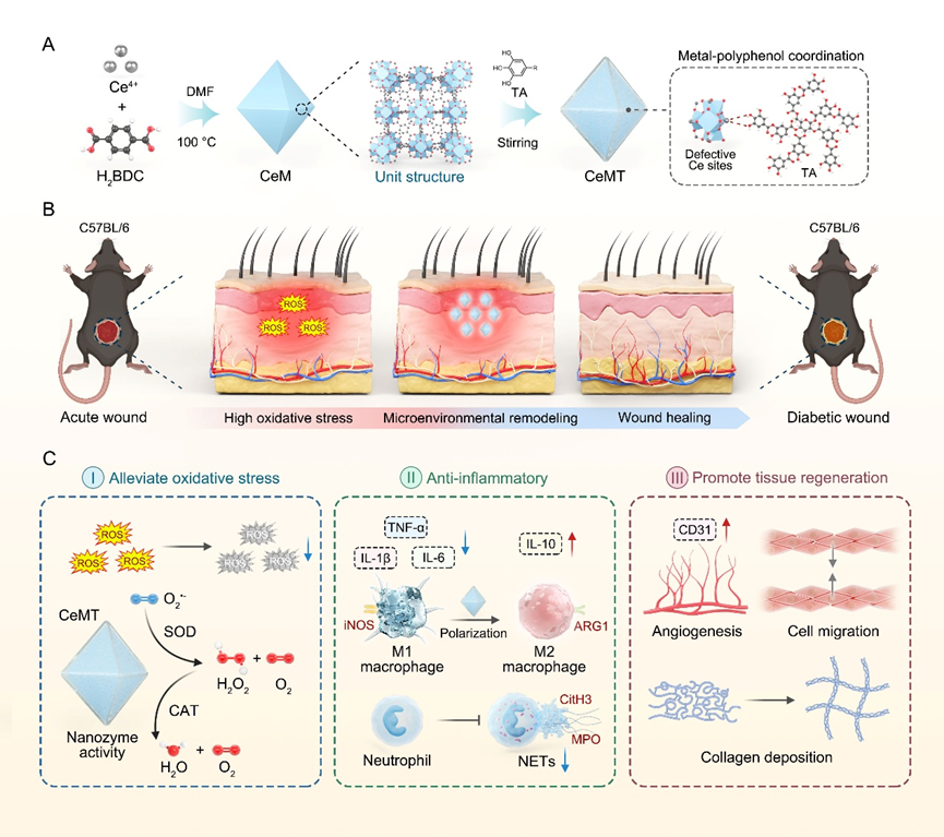 Biomater. Adv. | Polyphenol-functionalized MOF Nanoenzymes Synergistically Regulate Inflammation and Angiogenesis to Promote Wound Healing in Diabetic Patients