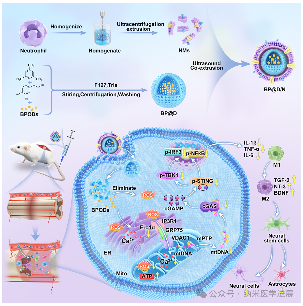 Nanorobotics publishes another paper in a subjournal! Xi Kun / Chen Liang / Zhu Xuesong / Gu Yong. Nature Subjournal: Camouflaged Nanorobots Promote Neural Regeneration by Reshaping Interactions of Ma