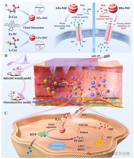 �й���ѧ������ѧ��������ڡ�Advanced Materials�������Ե�ԭ������øͨ���������߻������ת�˵���Эͬ�յ�����������ϸ����Ⱦ