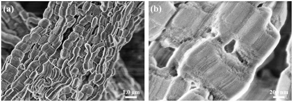 Mesoporous silica