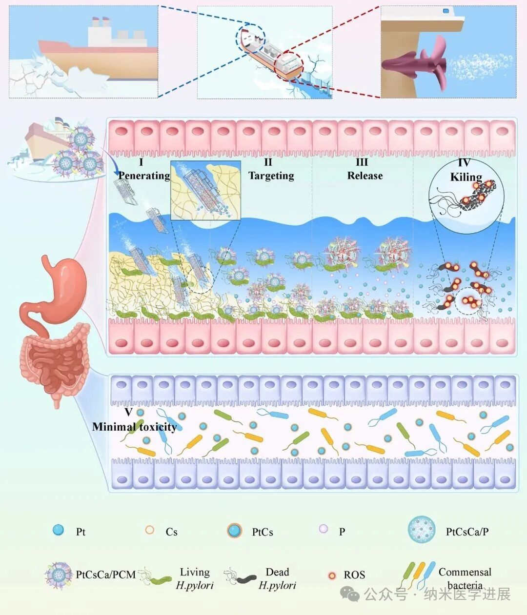 Adv. Healthc. Mater.ح���﹤��΢�ͻ����˾�׼��������ݸ˾�