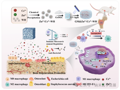 �й�ҽ�ƴ�ѧ����ٻ����ܽ����붫����ѧ���ɽ��ڡ�AM�����������ӳ����ͷŹ��ܵķ¹ǻ�������ͬ���ôٽ�������