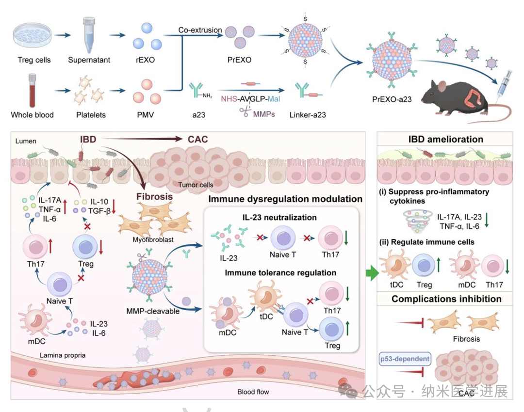 Merlin/Eu Youting/Lin Yaoxin/Zhang Fan Nature Sub-Journal: Engineered Exosome Nanovesicles for Antibody Delivery in the Treatment of Inflammatory Bowel Disease