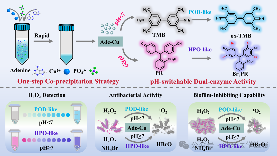 Chem. Eng. J. | The organic-inorganic hybrid nanoparticles Ade-Cu exhibits pH-responsive peroxidase/halo-peroxidase dual enzyme activity and its application in antibacterial and H₂O₂ sensi