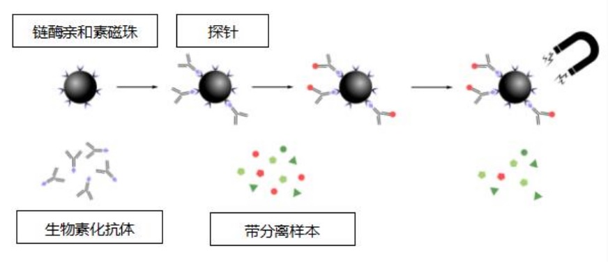 Streptavidin magnetic microspheres / SA magnetic beads / streptavidin / streptavidin magnetic beads / SA magnetic ball