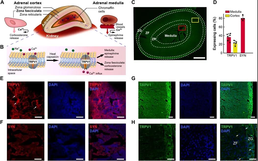 Science Advances: Using magnetic nanoparticles to adjust organ function remotely